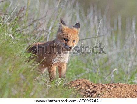 young small red Fox, furry little Fox is walking on a green meadow