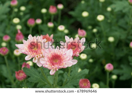 Chrysanthemum pink white