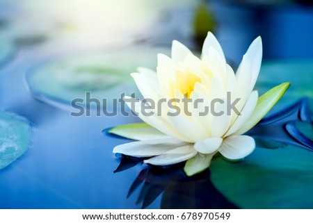 beautiful  White Lotus Flower with green leaf in in pond Royalty-Free Stock Photo #678970549