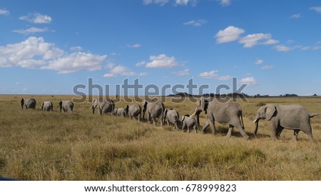 Elephants walking single file in the Serengeti