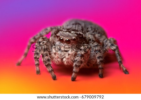 Jumping Spider On A Rainbow Background