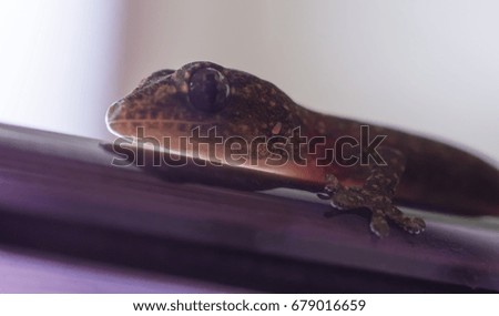 Small gecko close up