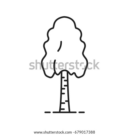 Birch tree linear icon. Thin line illustration. Contour symbol. Vector isolated outline drawing