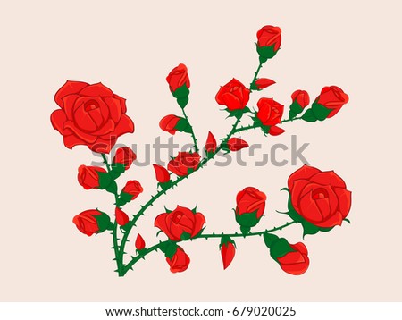 rose flower branch with buds
