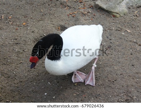 The black-necked swan (Cygnus melancoryphus)