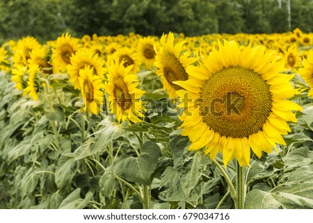 field of blooming sunflowers.Nature  background 