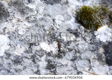 An ant carries a dead bug
