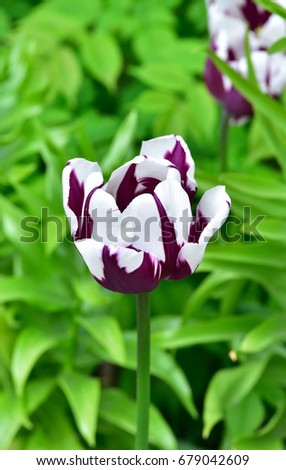Purple with white tulip in a garden