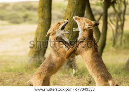 Two Red Foxes Fighting in the Dunes with Trees in the Background