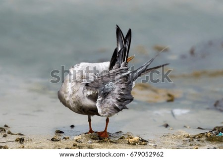 White-cheeked tern preening its feather,