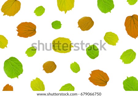 Background by green leaves, orange leaves and yellow leaves on white background for isolated.