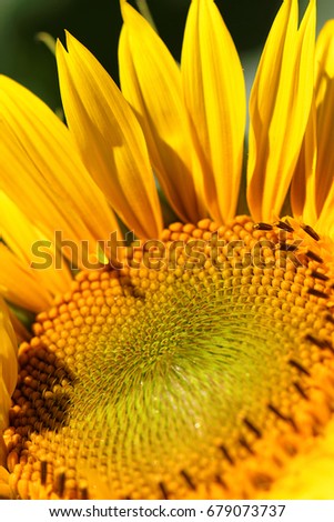 Sunflower flower close-up