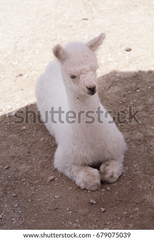 Young white llama in a Milwaukee zoo