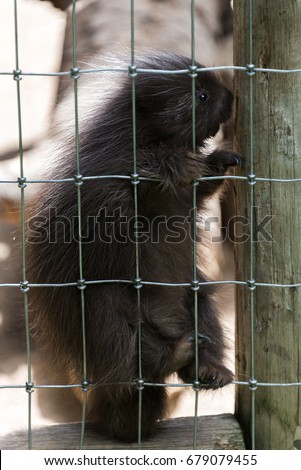 Small young porcupine sitting on the fence