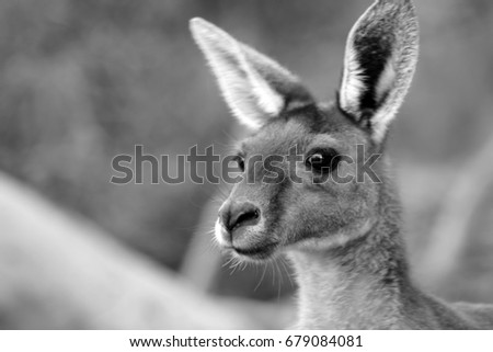 Young Kangaroo Gazing