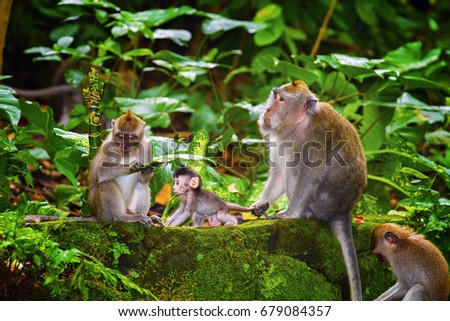Monkeys in Ubud Monkey Forest, Bali, Indonesia Royalty-Free Stock Photo #679084357