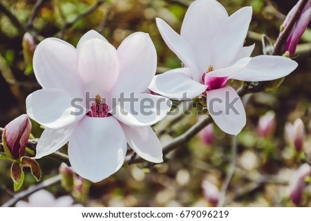 Magnolia / Magnolia Flower / Spring Flower