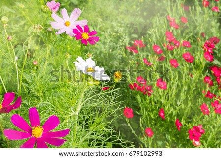  Different summer flowers on a green background.