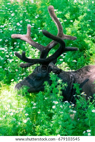 Big black caribou laying in a green grass