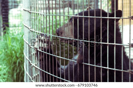 Big brown bear behind the fence on a farm
