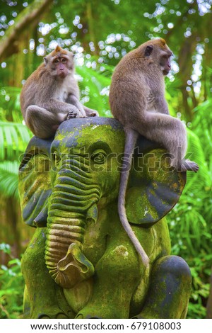 Monkeys in Ubud Monkey Forest, Bali, Indonesia Royalty-Free Stock Photo #679108003