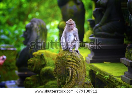 Monkeys in Ubud Monkey Forest, Bali, Indonesia Royalty-Free Stock Photo #679108912