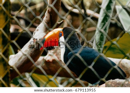 Toucan locked in a zoo cage