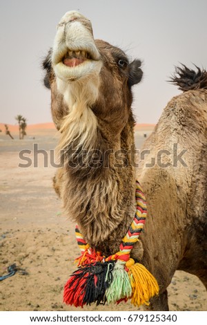 Merzouga camel in Morocco