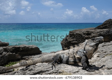 dragon by the sea. spiny tail iguana 