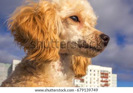 Cute poodle puppy of cream color, pet at the background of the sky.