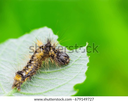 Exotic Caterpillar Insect on Leaf
