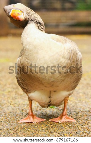A tilted head Australian brown goose. Front view. Red beak.