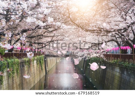 Cherry blossom lined Meguro Canal in Tokyo, Japan. Springtime in April in Tokyo, Japan.