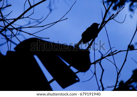 Isolated Silhouette Birds On Trees Over Cloudy Blue Sky Background