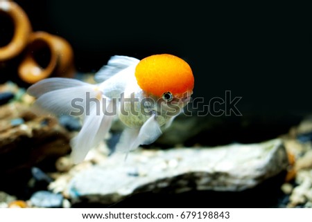 single goldfish swimming under water, black background
