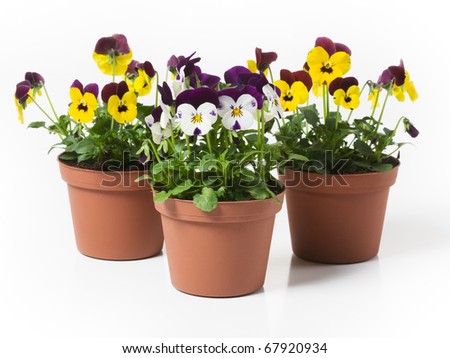 Three flower pots with  pansies on white background