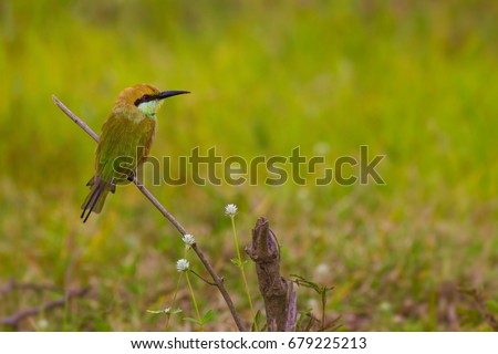 Green Bee-eater (Merops orientalis) bird, Green background.