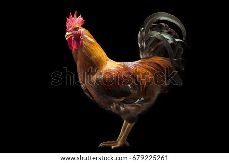Colorful Rooster isolated on black background
