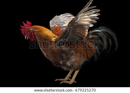 Colorful Rooster show his wing isolated on black background