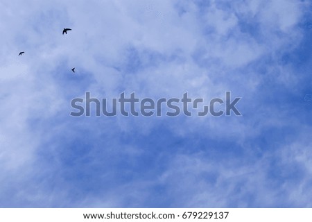 Silhouette Flying Bird On The Cloudy Blue Sky Background