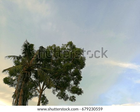 Coconut tree and tree in front of blue sky with clouds in evening time.