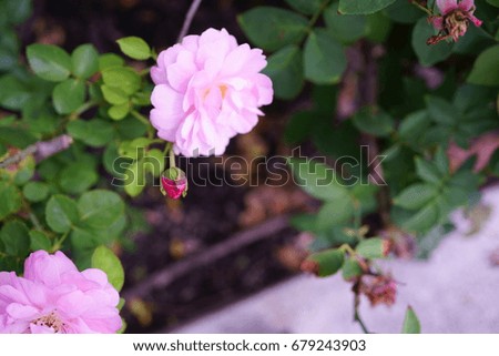 Pink Rose flower,Rosa damascena, Rosa x damascena herrm.