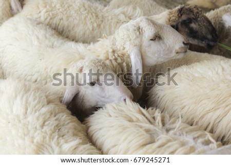 many white sheep in the fold