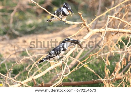 pied kingfisher  with fish
