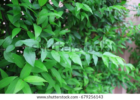 Green leaf pattern