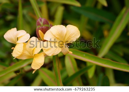 Barleria lupulina , Hop Headed Barleria, Hophead, Porcupine flower, Philippine violet 