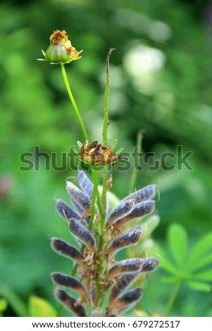 Vertical image of wildflowers in the woods, buds opening under Summertime sun