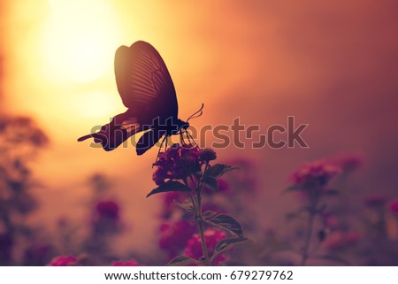 Shadow of butterfly on flowers with sunlight reflection from water in background. Light of peace concept