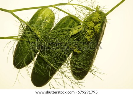 vegetables and fennel, parsley on a light background