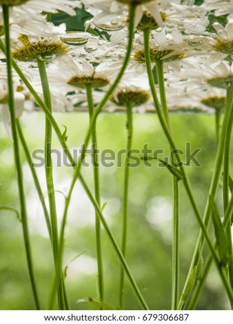 White field daisies floating in the water. Photo chamomile flowers on the bottom, underwater, closeup with blurred background and shallow depth of field. Environmental background.